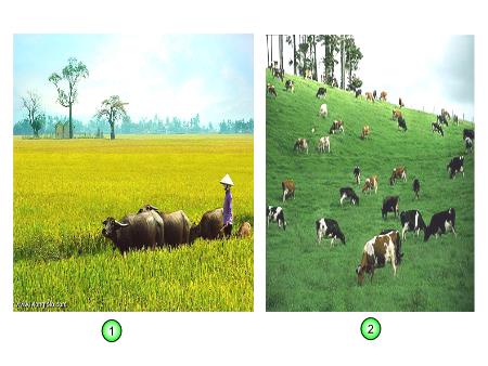 Bài giảng môn Địa lí Lớp 4 - Bài 10: Nông nghiệp