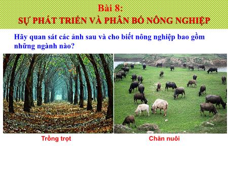 Bài giảng môn Địa lí Lớp 9 - Bài 8: Sự phát triển và phân bố Nông nghiệp Bài giảng môn Địa lí Lớp 9 - Bài 8: Sự phát triển và phân bố Nông nghiệp