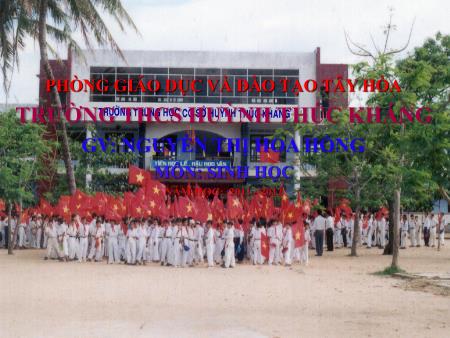 Bài giảng Sinh học 6 - Tiết 22, Bài 20: Cấu tạo trong của phiến lá - Nguyễn Thị Hoa Hồng