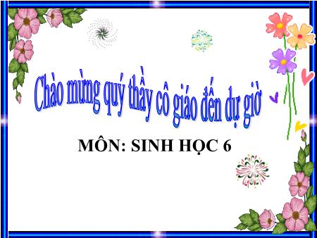 Giáo án Sinh học Lớp 6 - Tiết 22, Bài 19: Đặc điểm bên ngoài của Lá